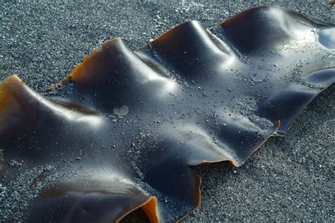 photo du kombu, l'algue japonaise qui sert d'ingrédient principal pour la recette du dashi typique.