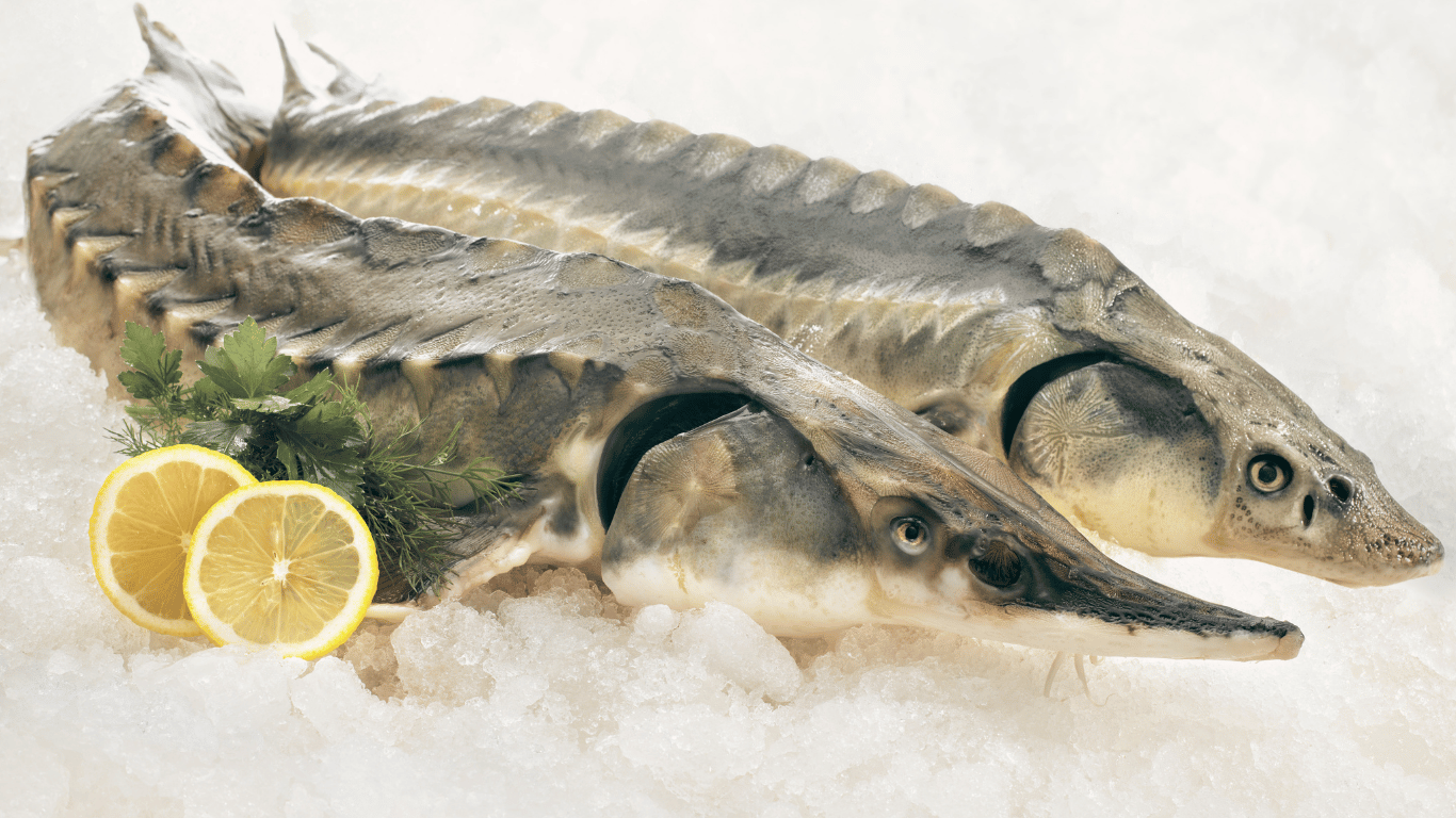 Quel poisson pour préparer des sushis : le guide complet